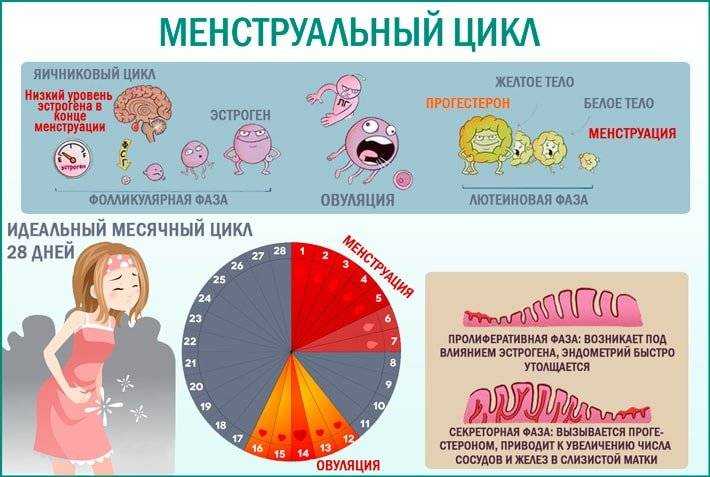 Месячные хочется пить. Менструальный цикл. Менструальный цикл плакат. Женский цикл. Норма менструационного цикла.