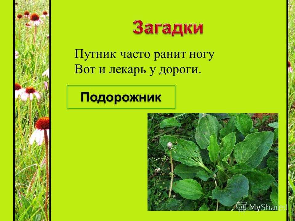 Трава загадка. Загадки про растения. Загадки про лекарственные растения. Загадки про растения для детей. Загадки про растения для 1 класса.