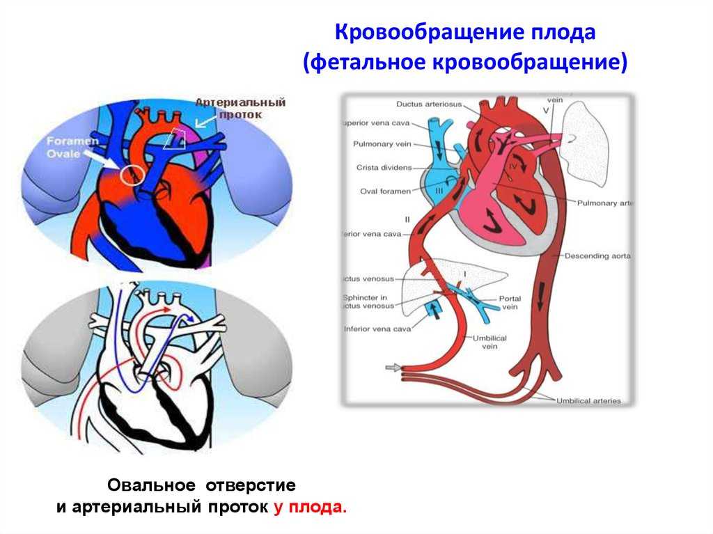 Плацентарное кровообращение схема