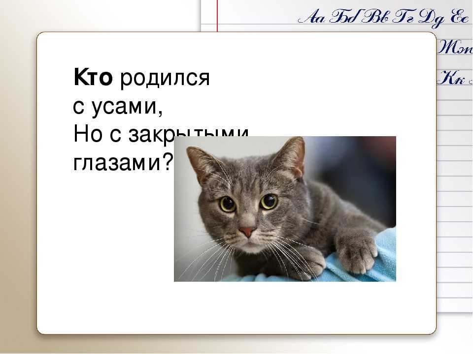 Кто родится с усами. Какой малыш рождается с осами. Какой малыш рождается с усами загадка ответ. Загадка кто родился с усами но с закрытыми глазами. Кто рождается с усами загадка ответ.