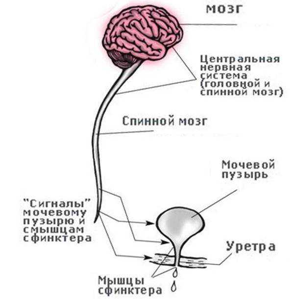 Нейрогенный мочевой пузырь у детей