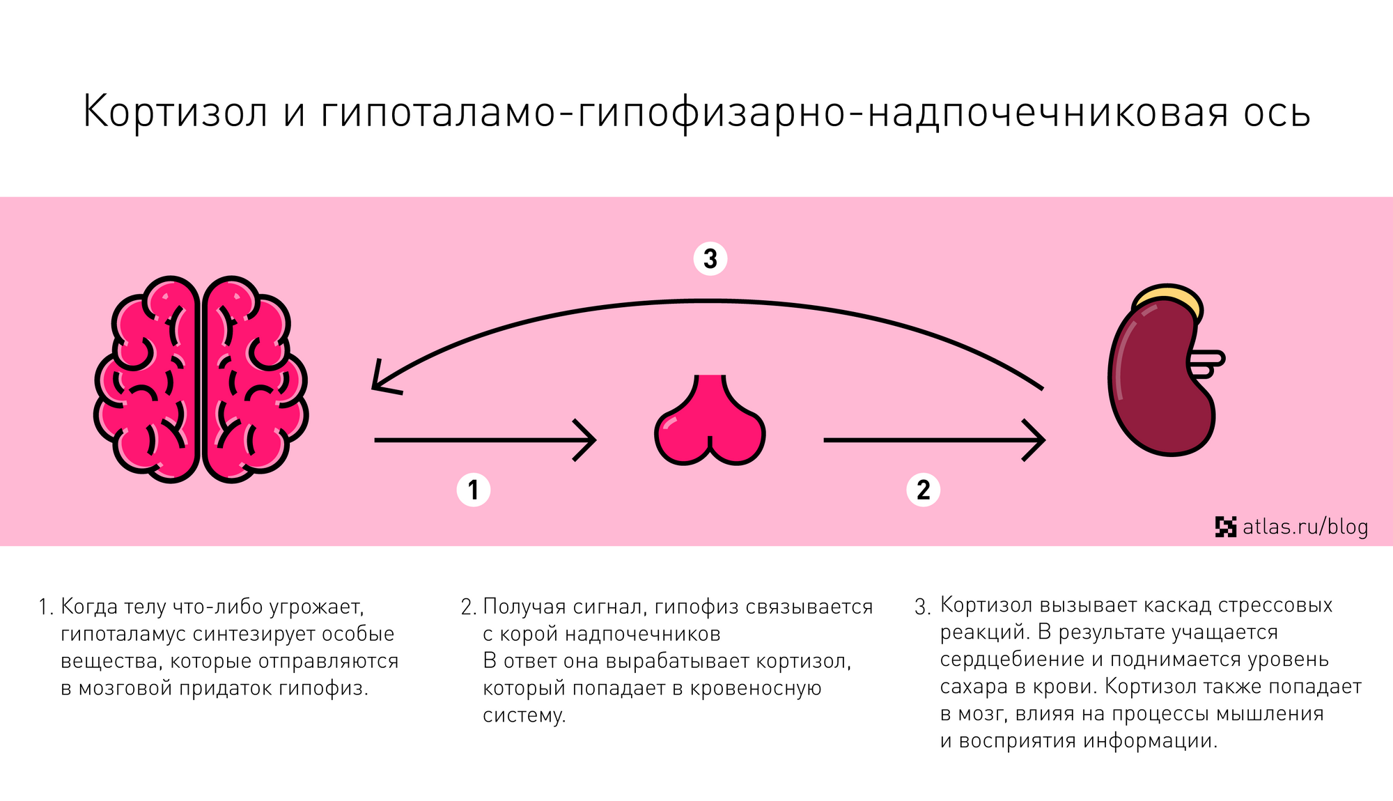 Гипоталамо гипофизарная напочичнековая ось. Гипоталамо гипофизарная напочичеековпя ОСТ. Гипоталамо-гипофизарно-надпочечниковая система. Гипоталамо-гипофизарно-адреналовой оси.