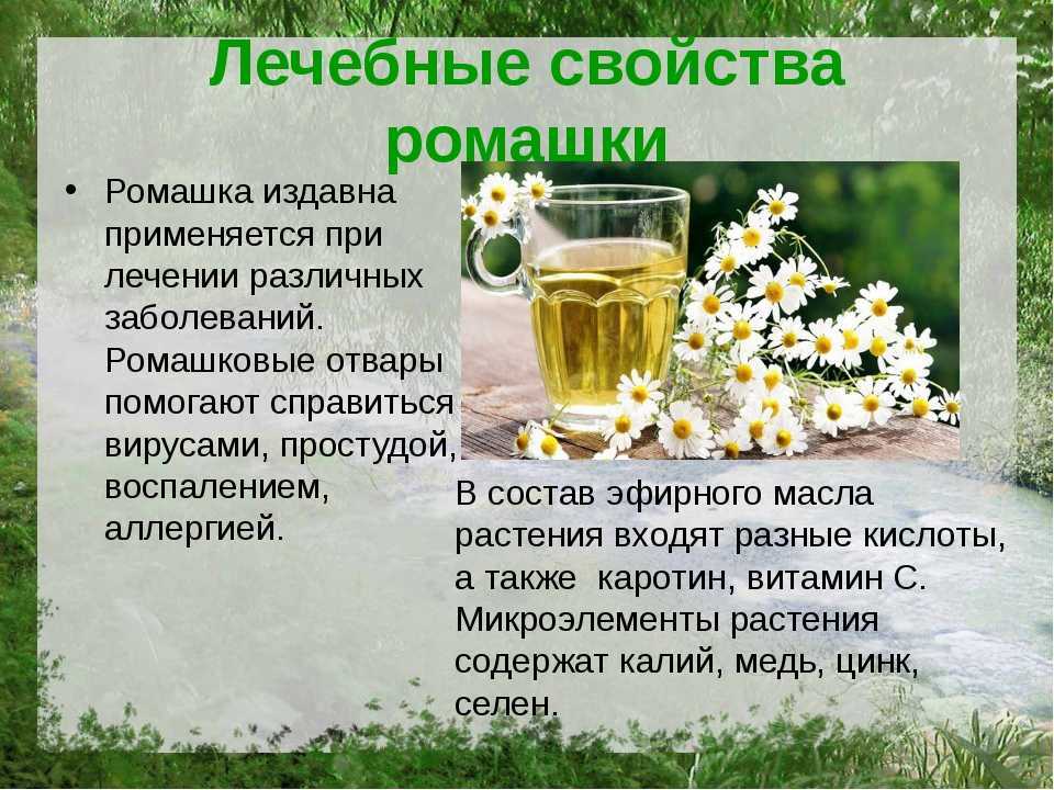 Безопасно ли употреблять ромашку при грудном вскармливании?