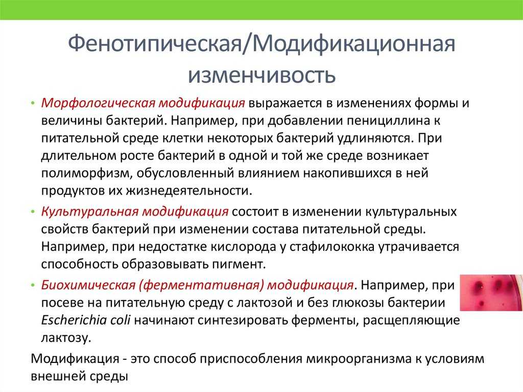 Лейкоцитоз: когда и почему возникает, формы, классификация и функции лейкоцитов