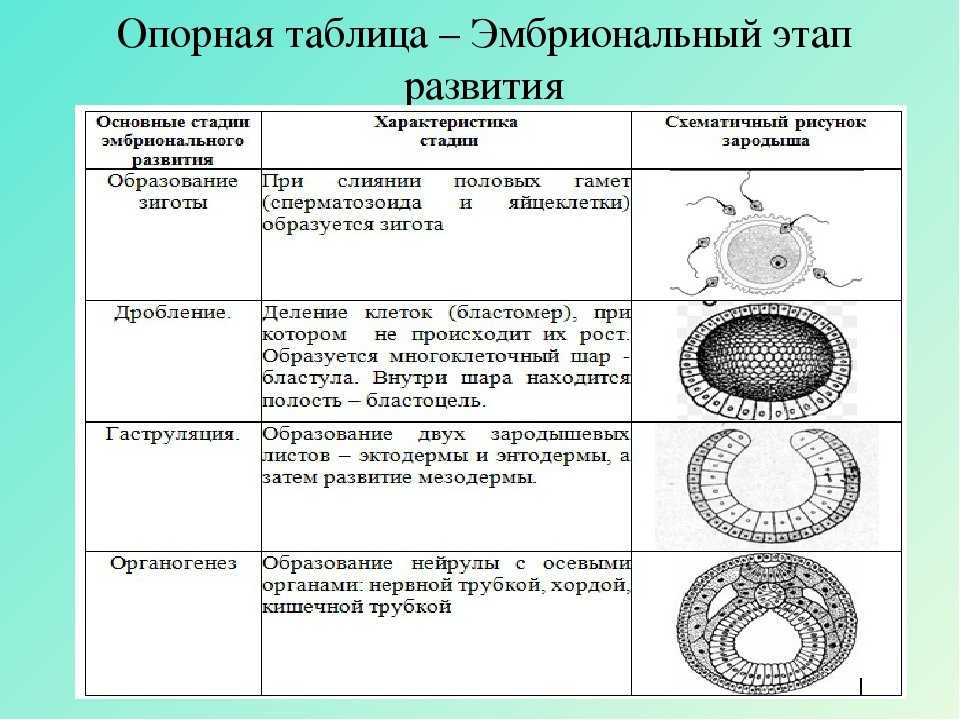 Схема развития эмбриона