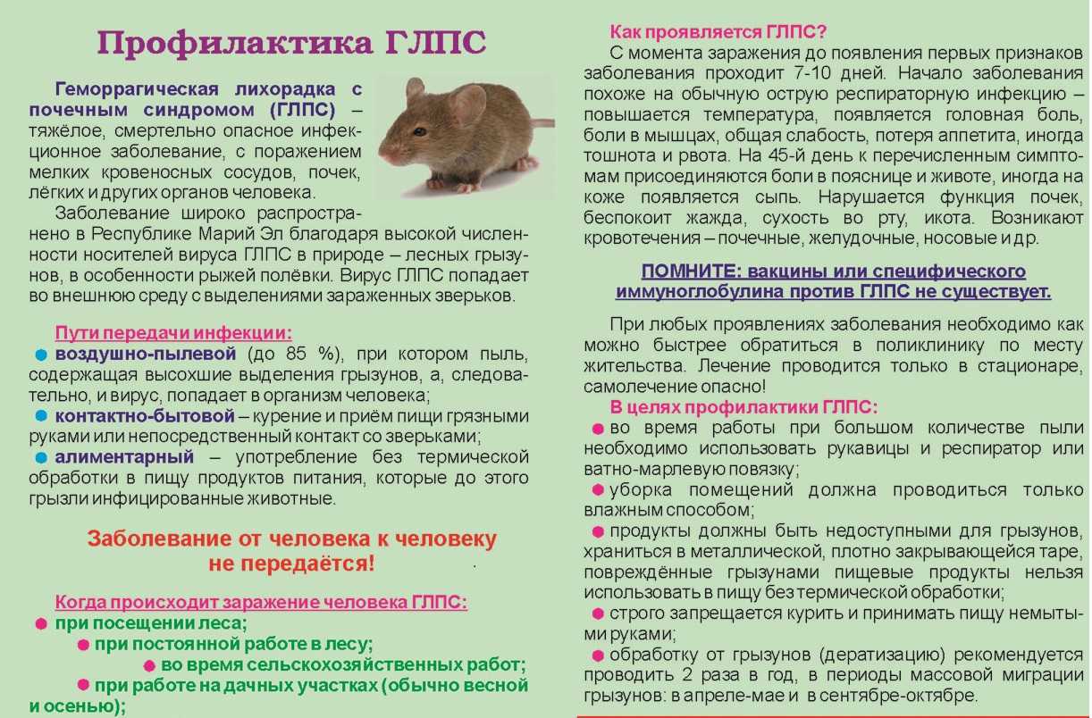 Как защитить себя от «мышиной лихорадки»?