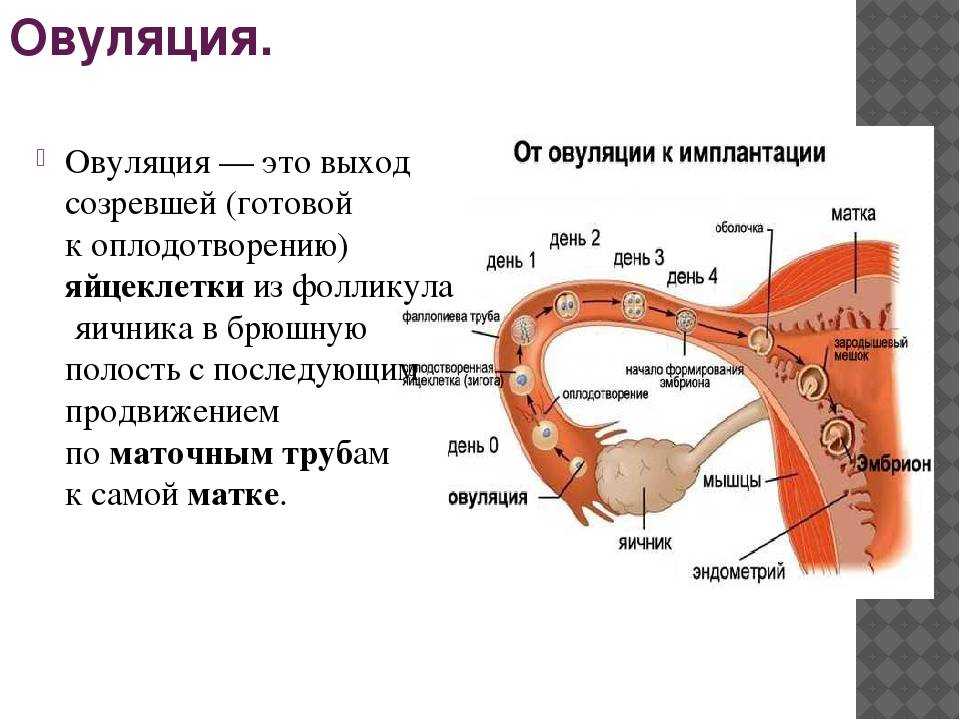 Овуляция