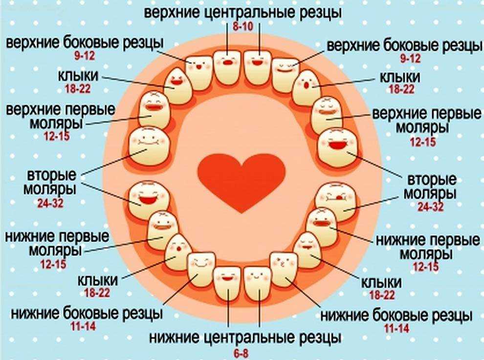 Как лезут зубы у детей: последовательность