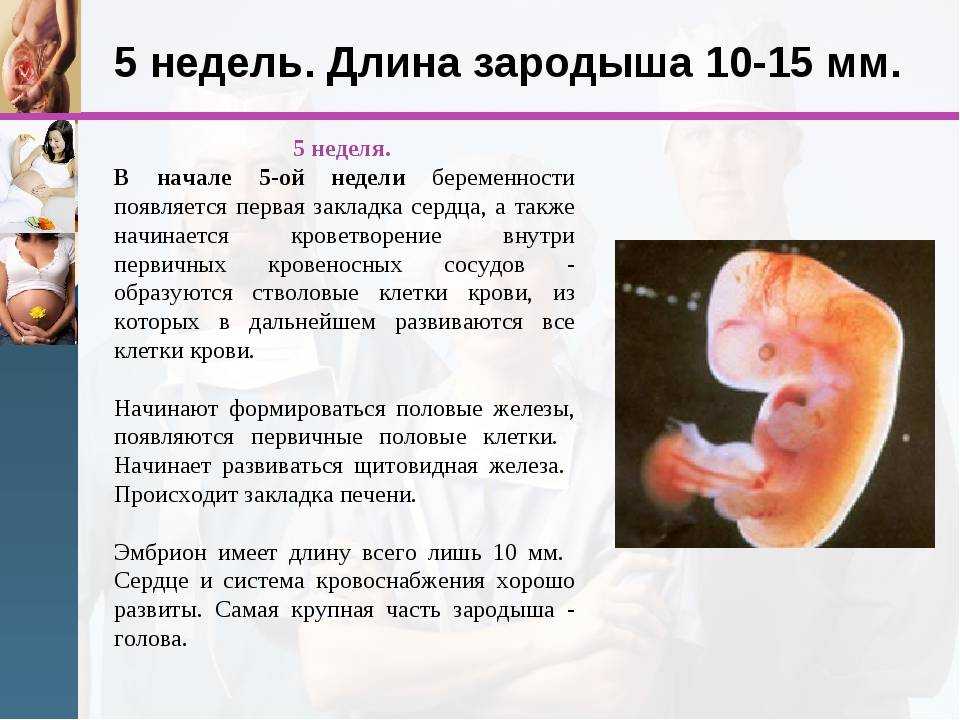 Двадцать первая неделя беременности