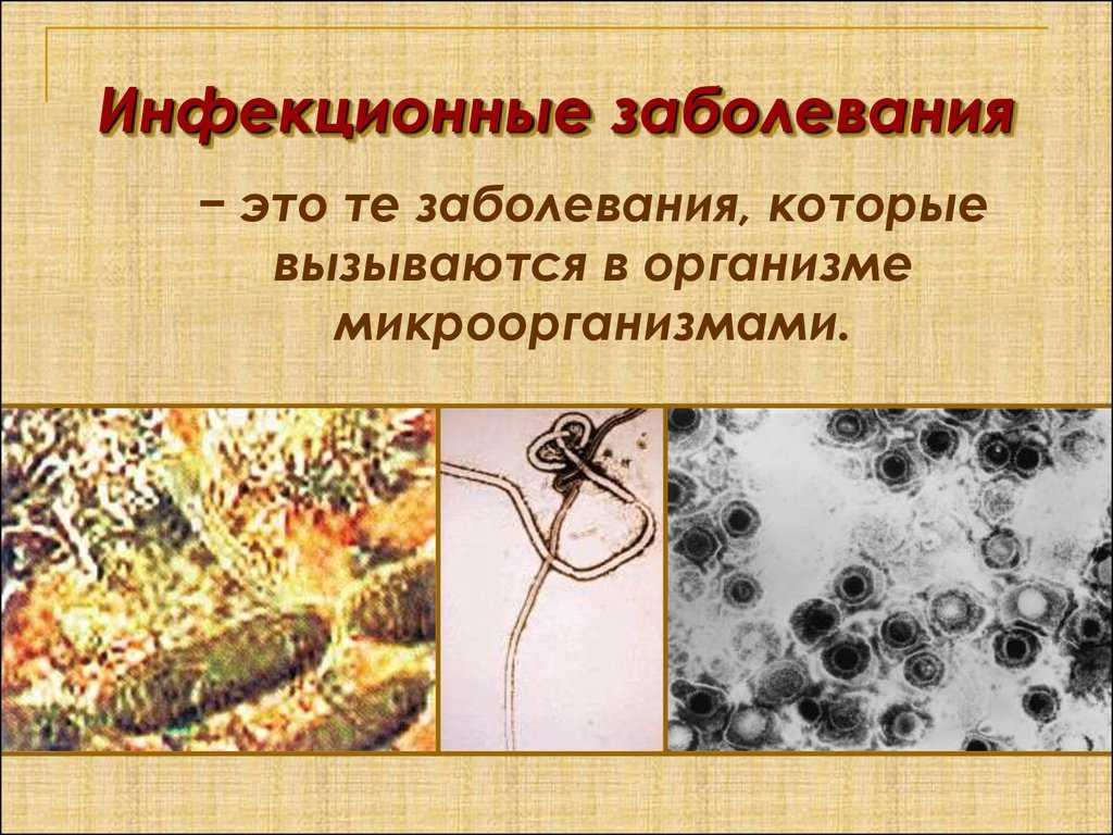 Нормоценоз у женщин: виды, состав микрофлоры, нарушение нормоценоза и его последствия