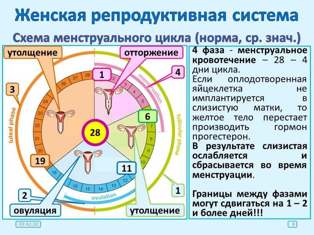 Можно ли забеременеть после овуляции