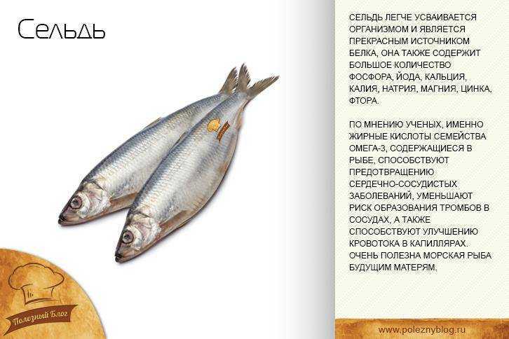 Несмотря на относительно низкую цену, селедка опережает многие сорта рыбы по количеству полезных веществ Разберемся, можно ли употреблять ее при беременности