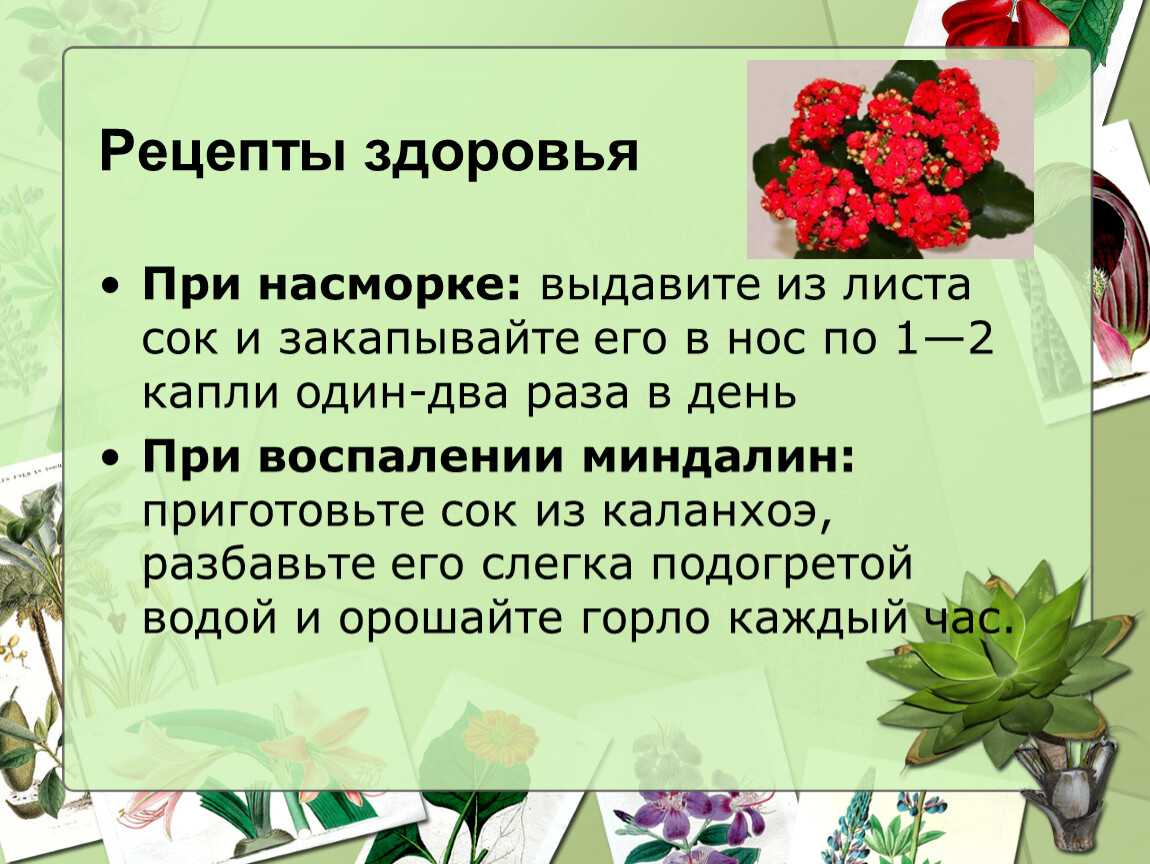 Каланхоэ в нос: как капать сок ребенку, как сделать и эффективность применения
