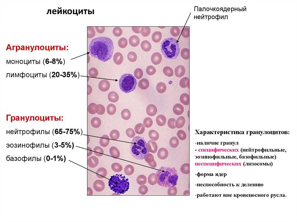 Что такое нейтрофилы в крови и как их значение определяется