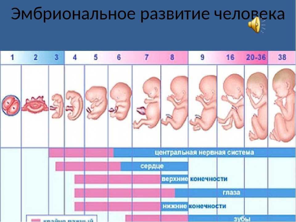 Будет в 44 неделе. Недели беременности по неделям. Формирование эмбриона по неделям. Развитие ребёнка по неделям. Схема развития плода по неделям.