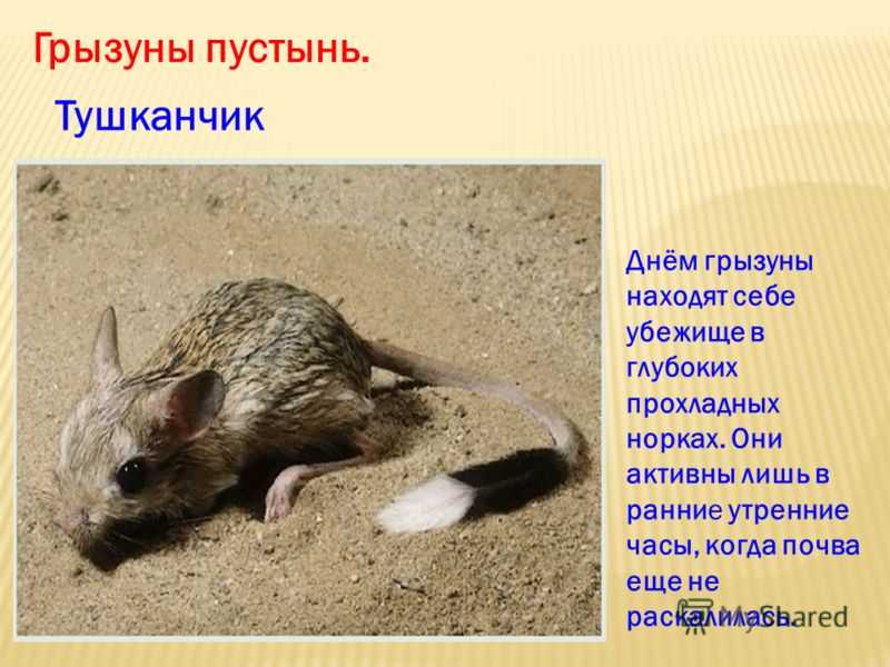 Сообщение о тушканчике - фото и интересные факты о животном
