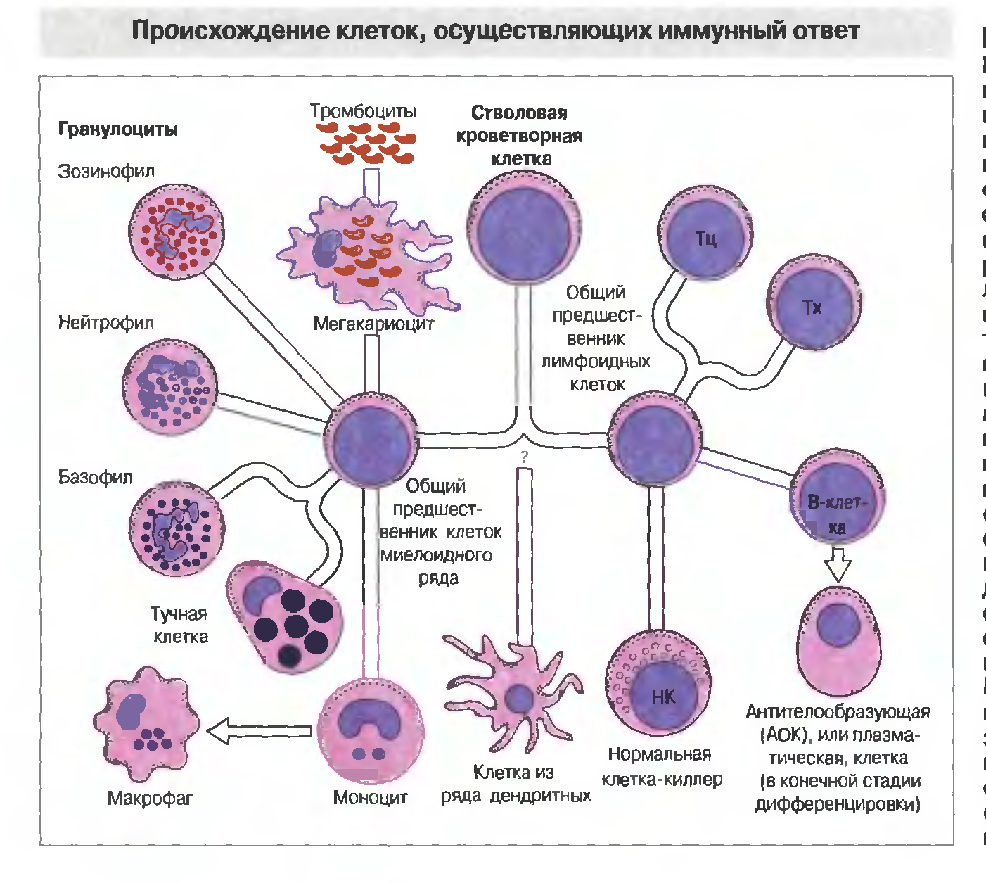 Про эритроциты, лейкоциты, тромбоциты | университетская клиника