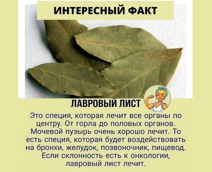 Лавровый лист или лавр благородный и его лечебные свойства