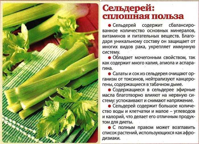 Сельдерей при беременности: польза и вред, можно ли употреблять на ранних сроках или нельзя