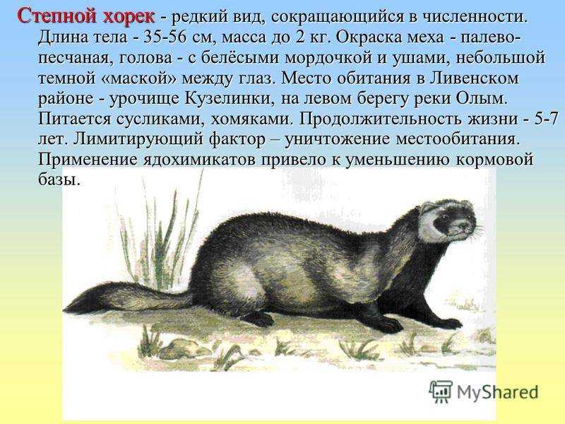 Горностай – фото, описание, ареал, враги, содержание