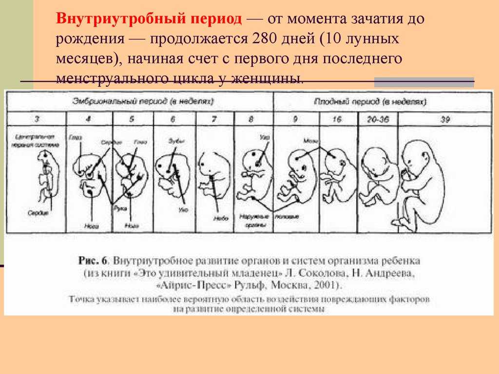 ➤ 38 неделя беременности всё что нужно знать будущей маме