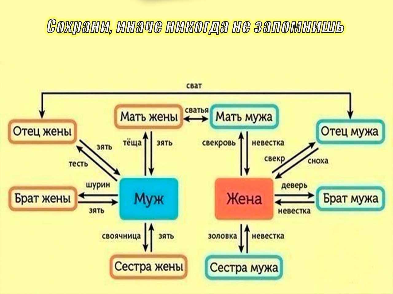 Близкие родственники: сват свекровь теща тесть сноха кум деверь шурин-родственные связи