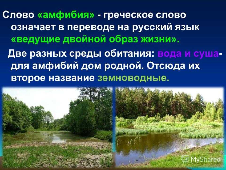 Статусы про роллы