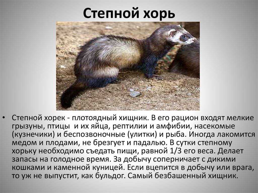 Горностай животное. описание, особенности и среда обитания горностая