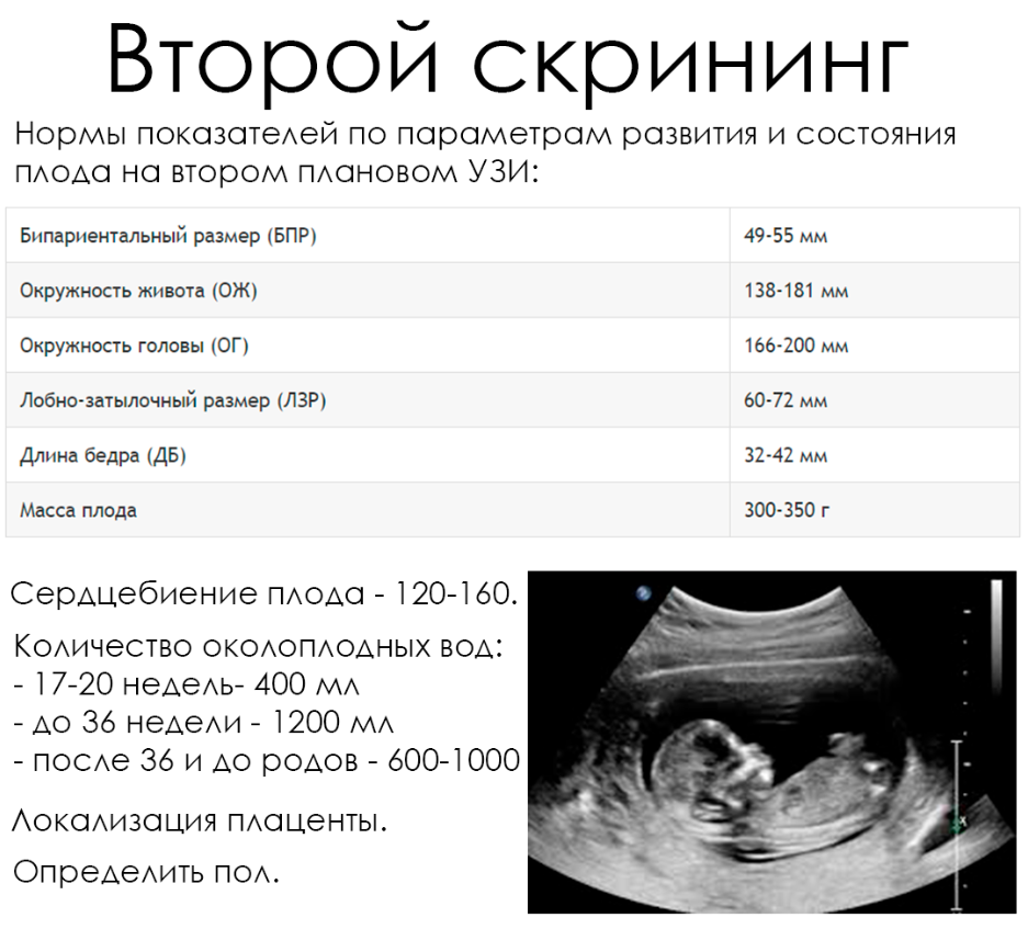 Можно ли делать часто узи при беременности. УЗИ 12 недель беременности УЗИ скрининг. УЗИ 2 скрининг при беременности сроки. Скрининг УЗИ при беременности сроки. Второе скрининговое УЗИ при беременности сроки.