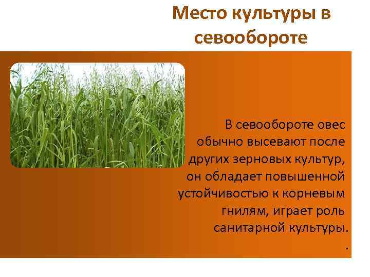 Овес какая группа. Овес. Место в севообороте овса. Предшественники овса. Размещение культур в севообороте.