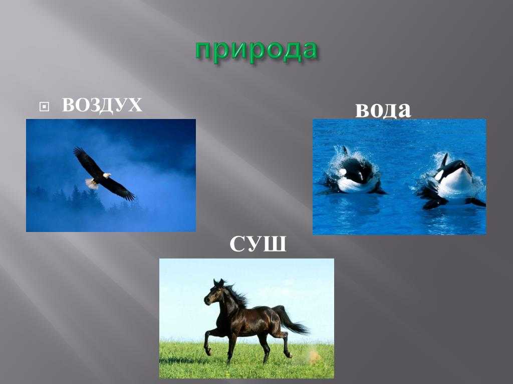 Прикольные статусы про роллы и суши