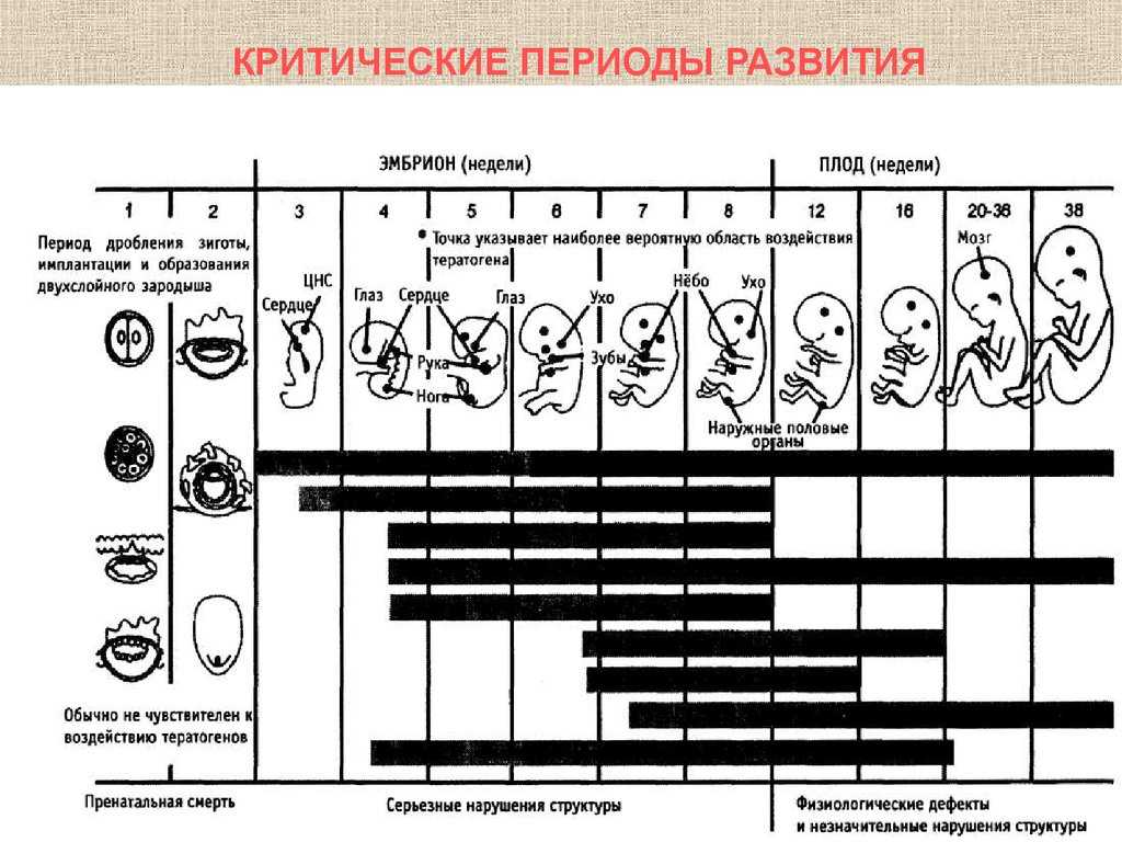 Критические периоды развития плода презентация