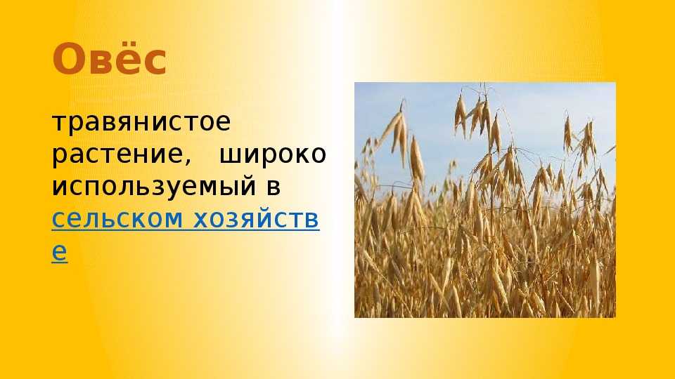 Овес начальная форма. Овес презентация. Овес информация. Культурные растения овес. Овес растет.