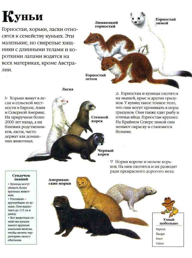 Картинки мех норки, стоковые фотографии и роялти-фри изображения мех норки | depositphotos. норка картинка