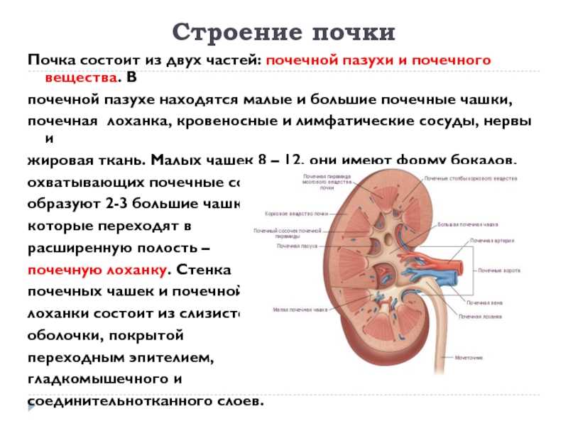 Клиника с нуля