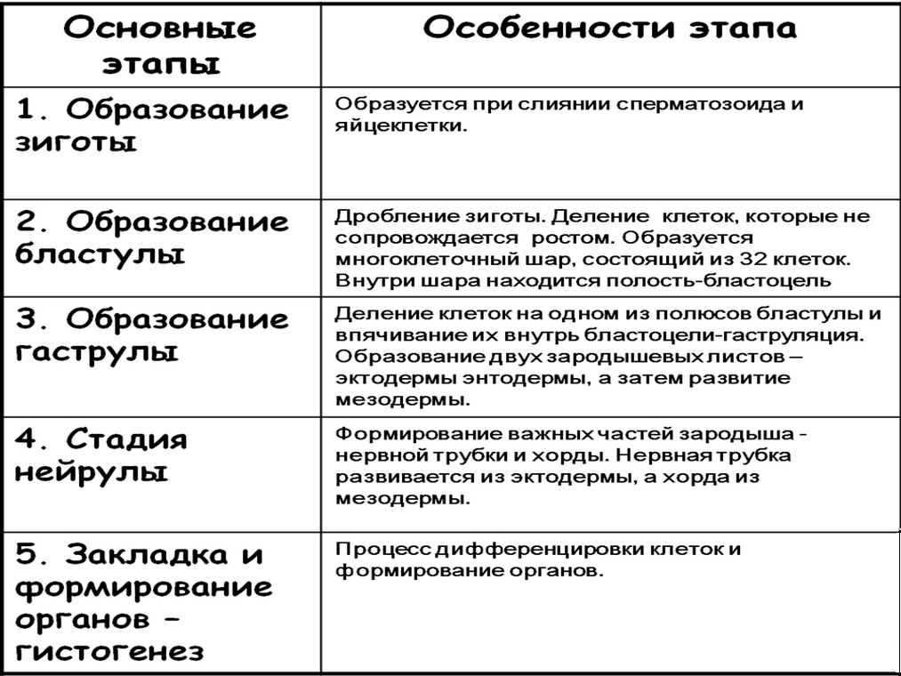 Как включаются и выключаются гены в ходе эмбриогенеза ответ оформите в виде таблицы или схемы