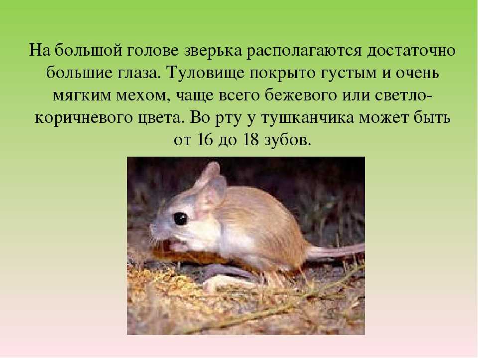 Магия биологии: загадки о животных полупустыни: экспедиция в кулуджунский зоологический заказник - часть 3