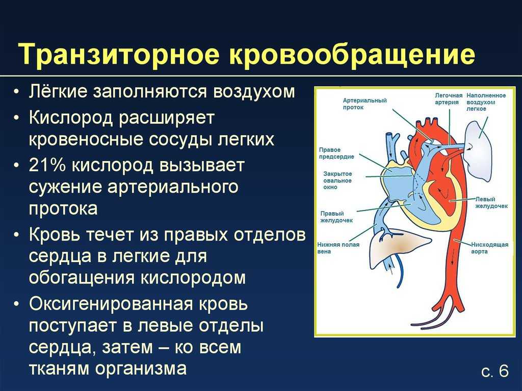 Кровообращение плода: особенности анатомии, схема и описание гемодинамики