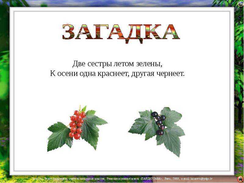 Мать-и-мачеха: характеристика и применение в народной медицине