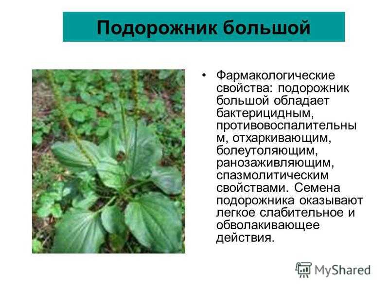 Загадки о природе с ответами, 1-2 класс