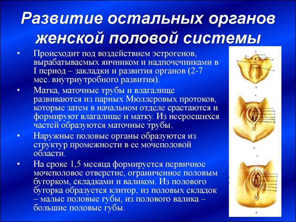 Гипертрофическое удлинение шейки матки — крест на половой жизни
