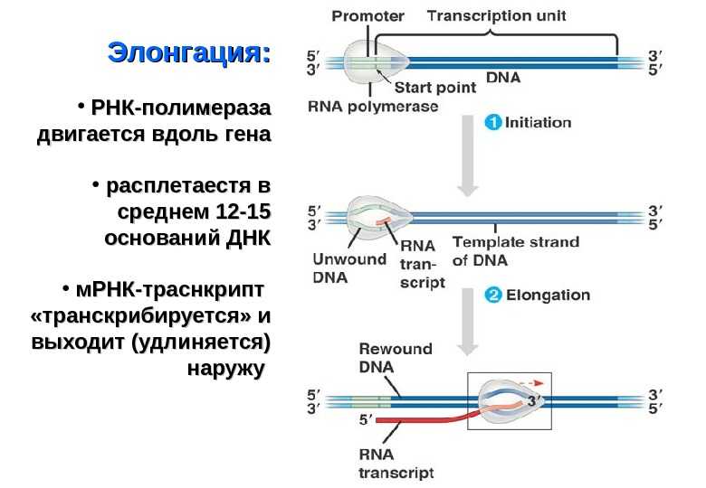Полимеразы прокариот. Элонгация транскрипции РНК полимеразы 2. Транскрипция РНК полимераза. Элонгация матричной РНК. Элонгация транскрипции РНК транскрипция.