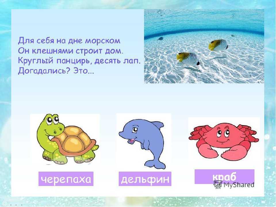 Морские загадки для детей - погрузитесь в водный мир с головой