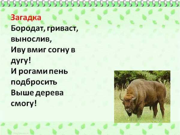 Загадки про животных из красной книги (19 штук)