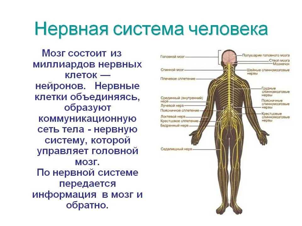 Плотный нервно. Строение нервной системы человека. Система органов человека нервная система. Из чего состоит нервная система человека органы. Нервная система человека строение и функции схема.