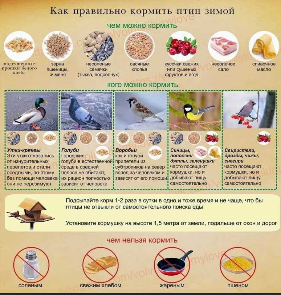 Кормушки для птиц своими руками: материалы для создания кормушек, виды кормушек, места развешивания кормушек, идеальное время прикорма птиц, полезный и вредный корм | крестик