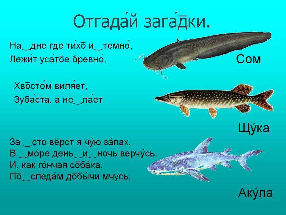 Загадки про морских обитателей для детей с ответами