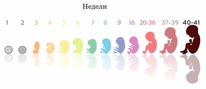 Развитие новорожденного малыша по неделям после родов