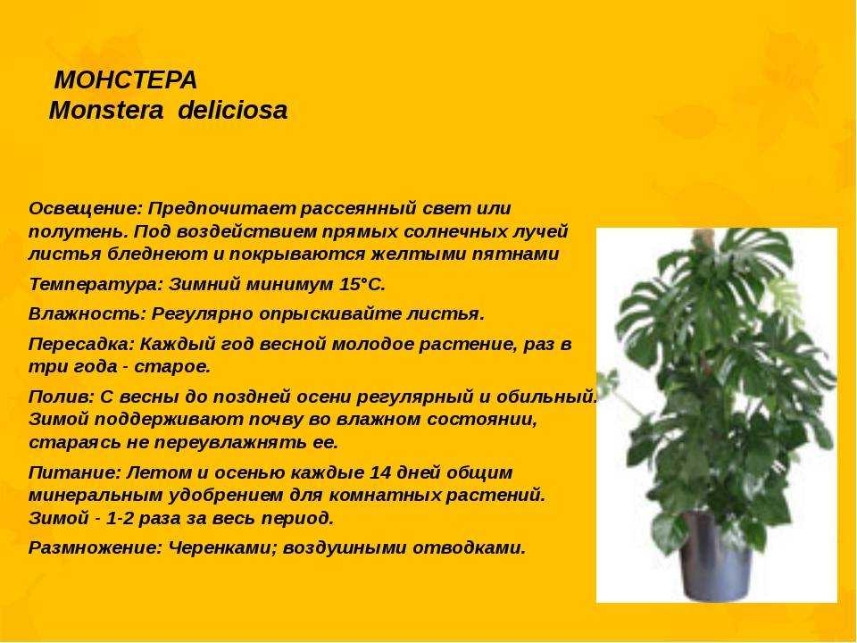 Монстера комнатная, уход в домашних условиях, виды, пересадка, размножение и болезни