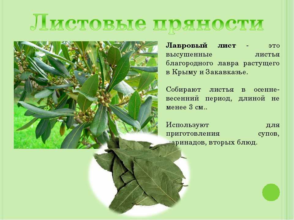 Польза и вред лаврового листа, хранение в домашних условиях, приготовление настоев